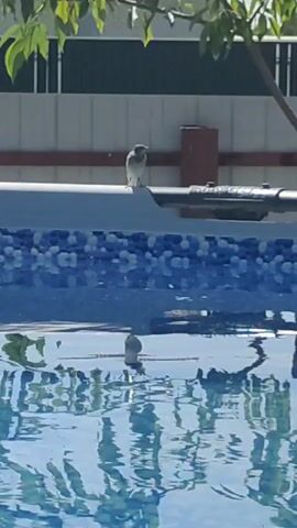 The video captures a peaceful outdoor scene, likely in Bogdashkino, Russia, given the provided location context. In the foreground, the shimmering surface of a swimming pool reflects the surrounding environment. The water is a vibrant blue, patterned with smaller mosaic tiles along the pool's edge.

Perched on the white rim of the pool is a small, light-colored bird, facing left. Its posture is alert, suggesting it's observing its surroundings. In the water, another bird is visible, partially submerged, its reflection rippling on the surface. This suggests the birds might be drinking or bathing.

Above the pool, a branch with green leaves hangs into the frame from the top left, indicating a presence of trees or foliage nearby. In the background, a fence and a building with a reddish door are visible, hinting at a residential or recreational area. The bright lighting suggests it is daytime, likely sunny. The overall atmosphere is serene and natural, focusing on the simple interaction of birds with their environment. There is no visible text in the media.