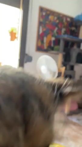 The video begins with a close-up, blurry shot of a small dog with tan and black fur, looking down at a colorful, spiked ball toy. The dog's head is close to the toy and the camera. The next shot is a very close-up, blurry image of the dog's snout and ear, with part of a person's hand visible in the foreground, holding onto a blanket with a yellow and orange floral pattern. The dog appears to be sniffing or nudging the hand. The third clip shows a wider view of a room. A person's arm and leg are in the foreground, resting on a patterned blanket. A multi-colored spiked ball toy is visible on the blanket, along with a caterpillar-shaped toy with yellow antennae. In the background, a couch or upholstered furniture is visible. The final clip is a blurry close-up of a dog, likely the same one from the beginning, looking towards the right. A hand is visible in the lower part of the frame, near the dog's head. The background shows a room with a fan, some shelving, and a colorful piece of art on the wall. The overall impression is that of a pet owner interacting with their dog indoors.