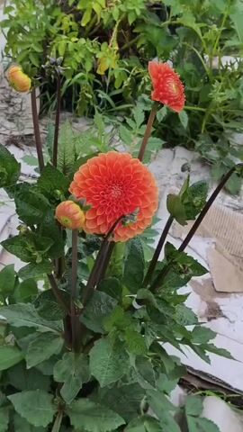 The video shows a close-up view of a flowering plant with bright orange dahlias. Water is being sprayed onto the plant, creating a mist that is visible in the air. The plant has large, green leaves and several buds in addition to the open flowers. The background consists of more greenery and some light-colored ground material. The camera angle is slightly from above, looking down at the plant.