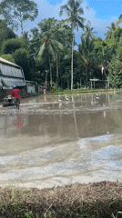Farmer operates power tiller in flooded Tegallalang rice paddies