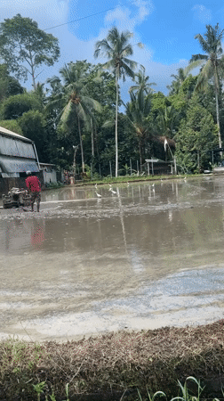 Farmer operates power tiller in flooded Tegallalang rice paddies