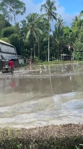 Farmer operates power tiller in flooded Tegallalang rice paddies