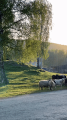 Spring pastoral scenes: sheep flocks, blossoms, rural life documented