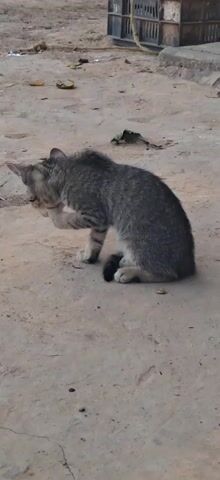 A small, gray-striped kitten sits on a cracked concrete surface. The kitten has its right paw lifted slightly and looks alertly to the left. The concrete is marked with debris like small leaves and a coin. The background is slightly out of focus.