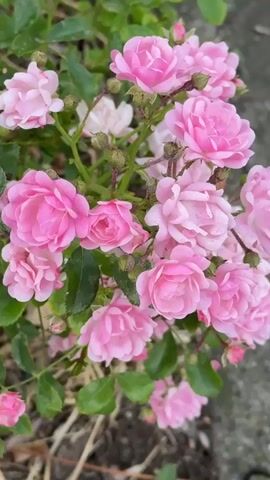 A close-up shot shows a cluster of small pink roses with green leaves and stems. The flowers are in various stages of bloom, with some fully open and others still in bud. The background is blurred, but appears to be out of focus foliage and ground cover.