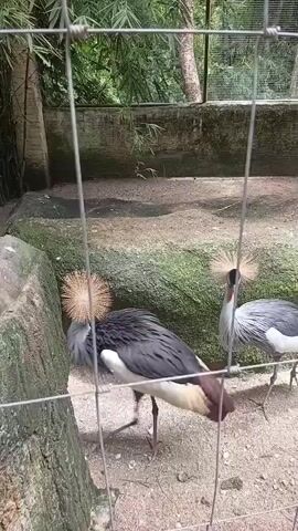 The video shows a fenced enclosure with two crowned cranes. The crane on the left is mostly dark gray with a white chest and has a distinctive golden crown of feathers. It is walking and then turns its head and body. The crane on the right is predominantly gray and white with a red face and a golden crown. It is facing away from the camera and then turns its head down as if feeding. The enclosure appears to be made of concrete and dirt, with some moss-covered rocks. Trees and foliage are visible beyond the fence in the background. The fencing is a wire mesh.