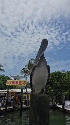 A pelican stands on a wooden post at the edge of the water. Behind the pelican, a yellow sign with the word ROBBIE'S is visible. A shark silhouette is also visible behind the sign. The water is green and many fish are swimming beneath the surface. Boats and trees are visible in the background, along with a cloudy blue sky.