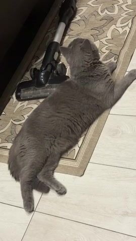 A gray cat is lying on its side on a rug next to a vacuum cleaner. The cat's head is tilted up, and its eyes are open. The vacuum cleaner is black and silver and is plugged into a power outlet. The rug is beige and has a patterned design. The floor is made of light-colored tiles. The cat appears to be relaxed.