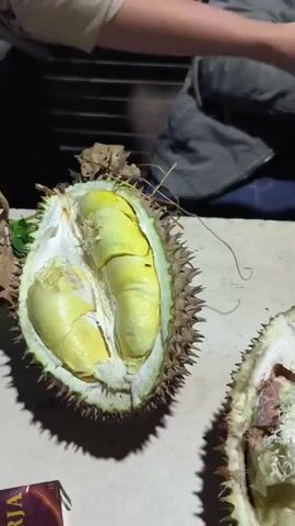 A short video shows two young men in an outdoor setting at night, preparing to eat durian fruit. The first frame focuses on a cut durian on a table, revealing its yellow flesh. The subsequent frames show the two men crouching on the ground around a pile of durian fruits. One man is using a knife to cut into a durian, while the other holds a durian in his hands, examining it. The environment appears to be dimly lit, possibly a street or a yard, with some motorcycles and a blue tarp visible in the background. The men are dressed casually.