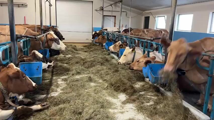 The video captures an interior view of a modern cattle barn or dairy farm, likely in Reykjahlíð, Iceland. Numerous dairy cows, mostly light brown or brown and white, are housed in individual stalls arranged in rows. A central aisle filled with hay and other feed runs down the middle of the barn, with cows on both sides accessing the feed.

The cows are the primary subjects, engaged in eating from blue individual feeders or directly from the hay in the central aisle. Some cows are standing, while others appear to be resting or lying down, but all are calmly focused on their meal. The stalls feature metal railings and barriers to separate the animals.

The setting appears clean and well-maintained, with white walls, a concrete floor, and visible metal ceiling structures. Natural light enters through several windows on the far wall, supplemented by artificial lighting. A large, white garage-style door is visible at the end of the aisle, suggesting an entry or exit point for machinery or animals. No people are visible, but the organized nature of the facility implies human operation and care. The overall atmosphere is peaceful, with the cows contentedly feeding.