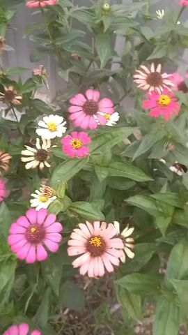 This is a close-up shot of a patch of zinnias with vibrant pink and white petals, and yellow centers. Some flowers are in full bloom, while others are still developing or beginning to wilt. The zinnias are surrounded by lush green foliage. The background is out of focus, showing a hint of a gray wall and a translucent white vertical barrier, possibly a fence or a screen. Sunlight filters through the leaves, creating a soft, diffused light. The scene appears to be outdoors, likely in a garden or a yard. There are no people visible in the video.