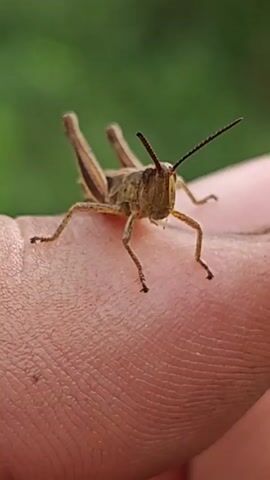 A close-up video shows a grasshopper on a person's finger. The grasshopper is light brown with darker brown stripes and has long antennae. It is facing the camera and appears to be standing still. The background is blurred green, suggesting an outdoor environment. The person's skin texture is visible on the finger.