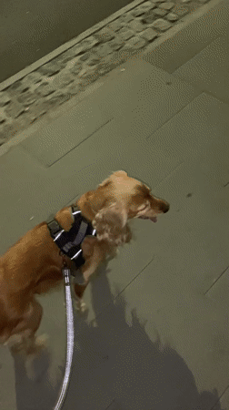Evening dog walk through Warsaw streets and parks