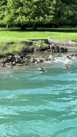 The video shows a body of water with several geese swimming. The water is a bright turquoise color. In the background, there is a grassy bank with trees and some rocks along the edge of the water. Some of the geese are close to the shore, while others are further out. The geese appear to be moving in a group. The lighting suggests it is daytime and sunny.