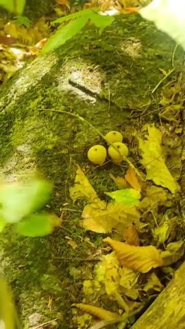 A close-up shot shows a pair of olive-green athletic shoes walking through a wooded area. The camera is positioned low, looking up at the shoes as they step over fallen leaves and mossy rocks. In one scene, the shoe comes down on a cluster of small, pale yellow mushrooms, crushing them into the dirt. The surrounding environment is lush with green leaves and dappled sunlight, suggesting a forest floor in late summer or early autumn.