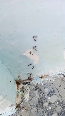 The video shows a close-up view of a corner where a wall meets the floor. A line of black ants is visible, marching in single file up the pale blue wall. The wall appears worn and peeling in places. The floor is a textured, dark gray surface with some white splotches. The ants are concentrated in the upper portion of the video, forming a clear trail.