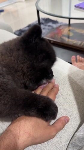 Person pets small black dog on sofa in Thailand
