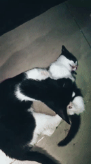 Black and white cats play together in Jos home
