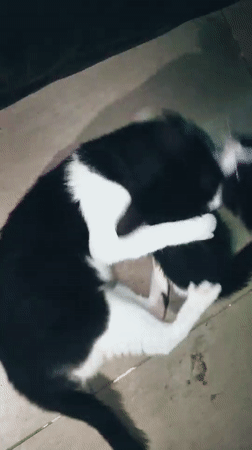 Black and white cats play together in Jos home