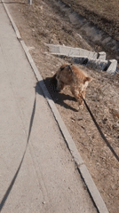 Morning dog walk and birds observed in Krasnogorskoye