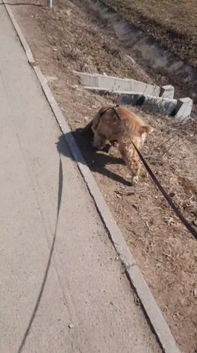 Morning dog walk and birds observed in Krasnogorskoye