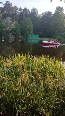 A video of a red and white paddle boat with two people onboard moving left across a calm body of water. A second, all-white paddle boat with at least one person is visible further back. The foreground is dominated by tall, green reeds or grass. The background features a dense forest line and a small green building on the distant shore. The sun illuminates the reeds and the water, reflecting the trees and sky.