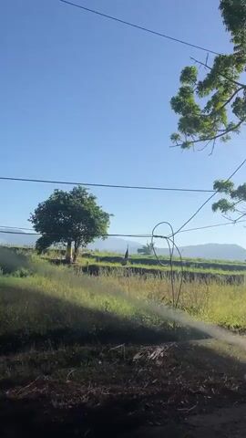 The video shows a bright, sunny day with a clear blue sky. The viewpoint appears to be from a vehicle, looking out at a rural landscape. In the foreground, there is a large tree trunk on the right and some dry, brown vegetation and possibly some fruits in the lower center and left. Power lines are visible crisscrossing the sky.

The middle ground features a field of green grass, possibly a rice paddy, with some tiered levels suggesting terraced farming. In the distance, there are rolling hills or mountains under the bright sky. There are scattered trees and a few small structures, including what looks like a distant building or shed, and a possible vehicle in the field.

On the left side of the middle ground, a smaller tree is visible. Towards the right side of the middle ground, there are banana trees with large, broad leaves. A tall coconut tree with a distinctive trunk and feathery fronds is also present in the scene.

The overall impression is of a serene, rural environment bathed in the warm light of the sun. There are no people visible in the video.