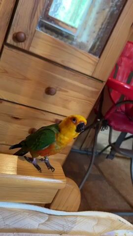 A close-up, handheld shot shows a small sun conure parrot standing on a wooden surface. The parrot has bright yellow and orange feathers on its head and chest, with green on its back and wings. Its eye is black. In the foreground, a hand is holding a red and tan conical object, possibly a toy or treat holder, near the parrot's face. The background shows a wooden dresser with two round knobs and a blurred reflection of a window with greenery. A red high chair is also visible in the background. The parrot appears to be looking at the object in the hand.