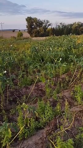 This is a vertical video of a field with tall green plants and some white flowers. The field appears to be uncultivated, with patches of bare earth visible. In the background, there is a line of trees and a wide open field under a cloudy sky. A single telephone pole stands in the distance. The lighting suggests it is either early morning or late afternoon. There are no people or animals visible in the video.