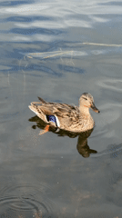 Mallard ducks forage and swim across a quiet pond