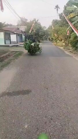 The video shows a person on a motorcycle traveling down a paved road. The motorcycle is heavily laden with green foliage, obscuring the rider. The road is lined with trees and houses. Indonesian flags are visible on poles along the side of the road, suggesting a festive or patriotic occasion. The sky is overcast, indicating it may be early morning or late afternoon. The camera appears to be mounted on another moving vehicle, as the perspective is that of someone following the motorcycle.