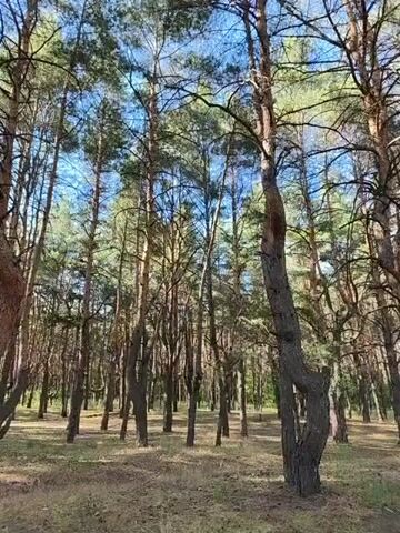 This video captures a low-angle view of a pine forest in Shyroke, Ukraine. The camera pans upwards, showcasing the tall, slender trunks of numerous pine trees reaching towards a clear blue sky. Sunlight filters through the dense canopy, casting dappled light and shadows on the forest floor, which is covered in dry pine needles and scattered leaves. The overall impression is one of a serene and tranquil natural environment.

The activity taking place is a slow upward pan, emphasizing the height and density of the trees and the expanse of the sky. The time of day appears to be late morning or early afternoon, given the bright sunlight and the shadows cast. The weather seems to be clear and sunny. There are no people or man-made objects visible in the frame, focusing solely on the natural beauty of the forest. The image evokes a sense of peace and the grandeur of nature. No text is visible in the media file.