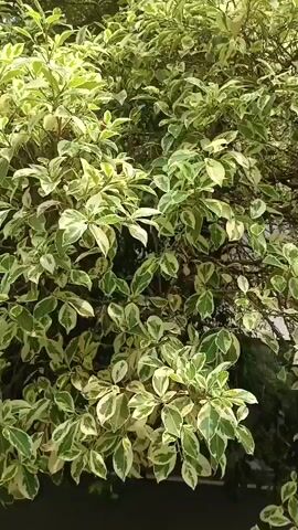 The video shows a close-up view of a dense bush with variegated leaves, featuring a mix of green and white. The leaves are oval-shaped and appear to be glossy. The bush is lush and full, with many branches and leaves overlapping each other. Sunlight filters through the leaves, creating highlights and shadows. The background is dark and out of focus, suggesting the bush is outdoors, possibly in a garden or park. The camera is handheld and moves slightly, causing a gentle sway in the foliage. The overall impression is one of natural beauty and abundance.