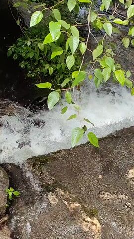 The video shows a close-up, high-angle view of a small waterfall cascading over rocks. Lush green leaves hang from branches in the upper portion of the frame, partially obscuring the view. The water is white and frothy as it rushes over the textured, dark brown and grey rocks. The surrounding environment appears to be a natural, possibly forested, area. The video is brief and focuses entirely on the natural scene.