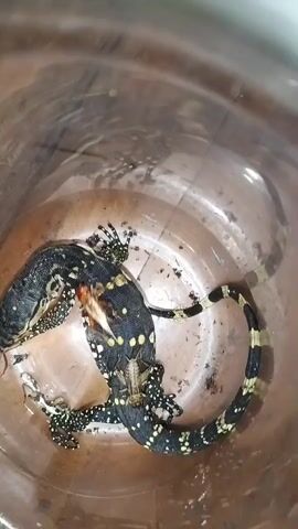 This is a top-down shot of two monitor lizards in a clear plastic container. One lizard is black with yellow spots, and the other is darker. There is a cricket between them. The container has some dirt and water at the bottom.