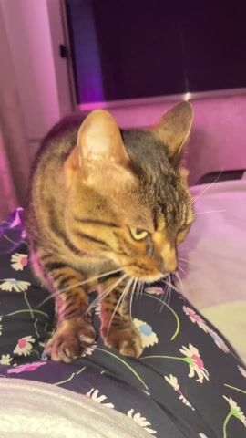 Here is a description of the video:

The video shows a brown tabby cat standing on someone's lap, which is covered in a floral patterned fabric. The cat is kneading on the lap, and the person is petting it. The cat has piercing green eyes and a serious expression. The lighting in the room is a mix of natural light and pink hues, which gives the video a cozy and warm feel. In the background, there is a window and some other blurry objects.
