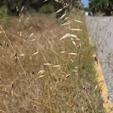 The camera focuses on a patch of dry, overgrown grass next to a road. Some of the grass is lighter in color and appears to have seed heads. A yellow curb runs along the edge of the road. In the background, there are trees and a clear blue sky. A child's voice calls out "Mama" several times.