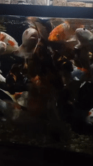 Colorful koi packed into an aquarium in Giri, Indonesia