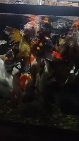 The video shows a close-up, slightly blurry shot of a densely populated aquarium filled with koi fish. The fish are a mix of colors, including white, orange, black, and red, with various patterns. They are swimming in a tangled mass, mostly near the surface of the water, appearing to be feeding or jostling for position. The bottom of the tank is covered in small, dark gravel. The lighting is dim, with the light source appearing to be from above or the front, illuminating the fish from the front and creating some shadows. The background is dark and indistinct, possibly the back of the aquarium or the surrounding environment. There is a rocky texture visible at the top of the frame, suggesting the edge of the aquarium. The overall impression is one of a chaotic and active feeding frenzy within a crowded fish tank.