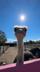 Feeding time at Peterhof's petting zoo enclosure