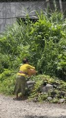 Morning life captured across Ubud and Mas, Indonesia