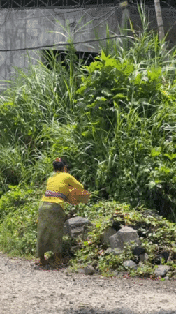 Morning life captured across Ubud and Mas, Indonesia