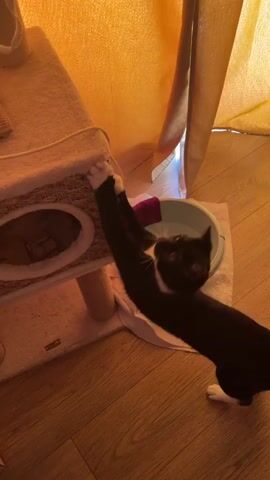 A black and white cat stretches its front paws to scratch a beige cat tree. The cat is positioned on a light-colored floor, and a portion of its body is obscured by the cat tree. In the background, a light blue bowl with some liquid and a pink cloth rests on a white mat. A yellow curtain hangs in the background. The lighting is warm, suggesting indoor conditions, possibly late afternoon or evening. The video appears to capture a moment of feline activity within a domestic setting.