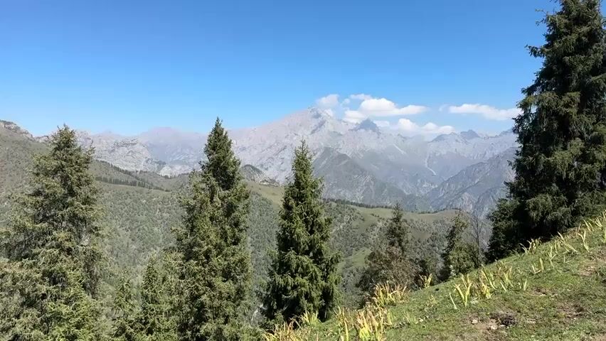 This is a landscape video showing a mountainous region with clear blue skies and scattered clouds. In the foreground, there are several tall, green coniferous trees. Beyond the trees, rolling hills covered in sparse vegetation and some scattered trees are visible. Further in the distance, rugged, rocky mountains with snow-capped peaks can be seen under the bright sky. The video appears to be shot from a slightly elevated position, offering a panoramic view of the natural scenery. There are no people or man-made structures visible in the frame. The lighting suggests it is daytime, likely midday.