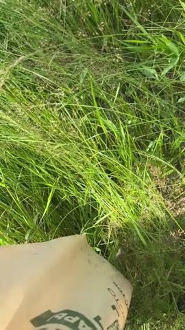 The video shows a close-up view of tall green grass, with the bottom left corner showing a beige bag with text that is partially visible. In the center of the frame, two small, light brown mushrooms are nestled amongst the grass. The camera appears to be moving slowly through the grass, focusing on the mushrooms.