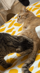 Two cats share quiet moment on Milan bedroom bed