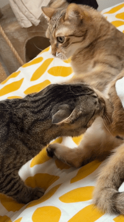 Two cats share quiet moment on Milan bedroom bed