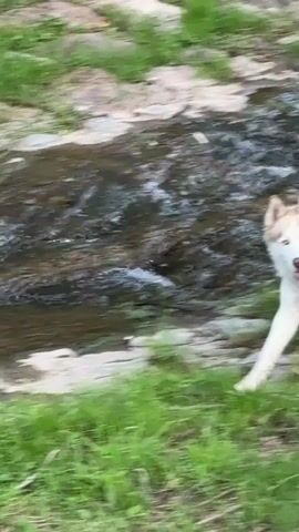 A cream and tan husky with blue eyes stands in the grass by a stream and then bows its head to graze.