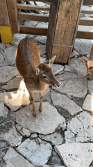 Tourist captures wildlife park visit in Gelendzhik, Russia