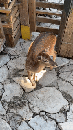 Tourist captures wildlife park visit in Gelendzhik, Russia